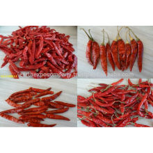 S12 Chilli Supplier From India